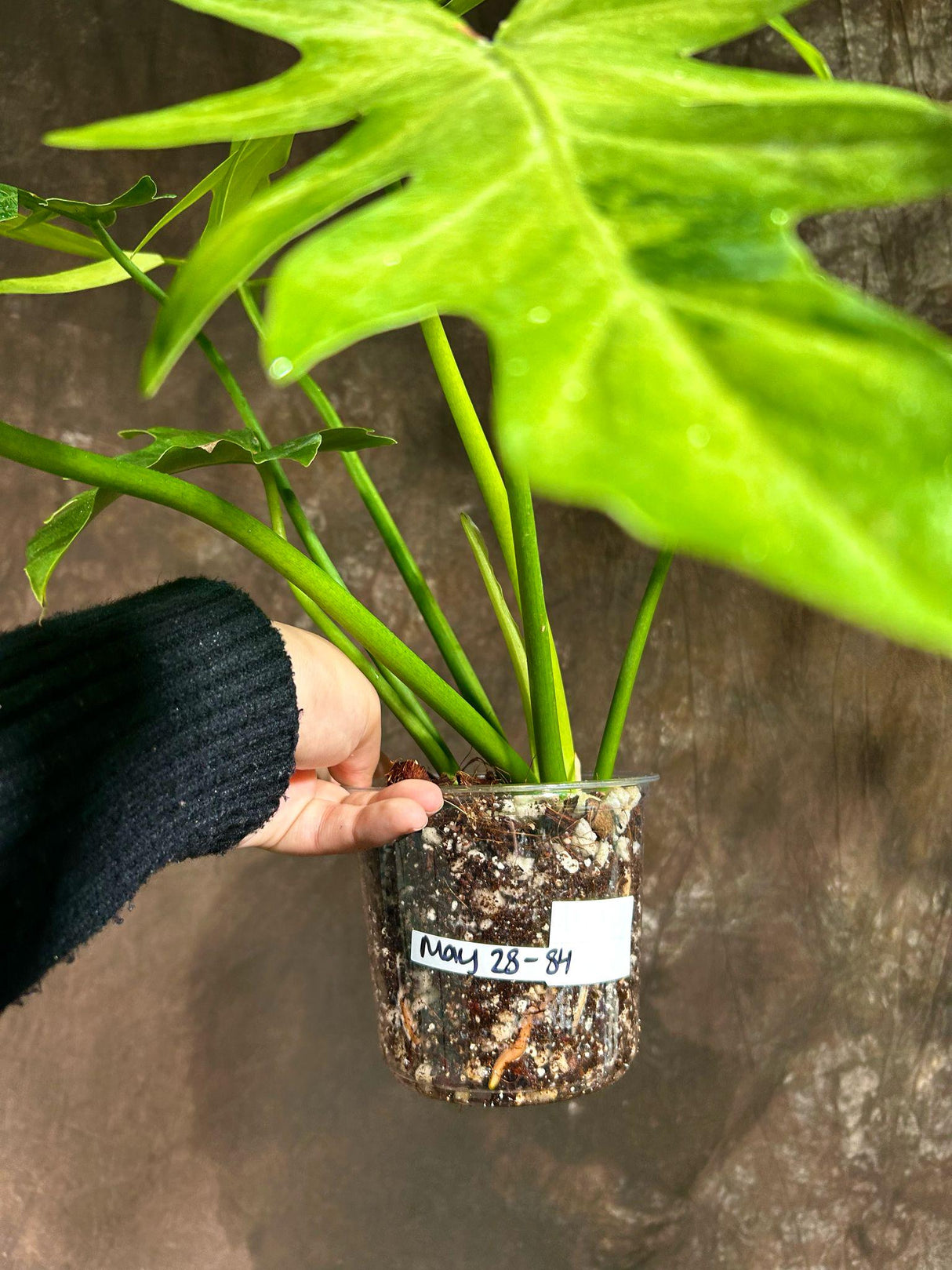 Philodendron Radiatum Variegated Exact Plant - US SELLER Rare - Indoor Rare Plant US seller