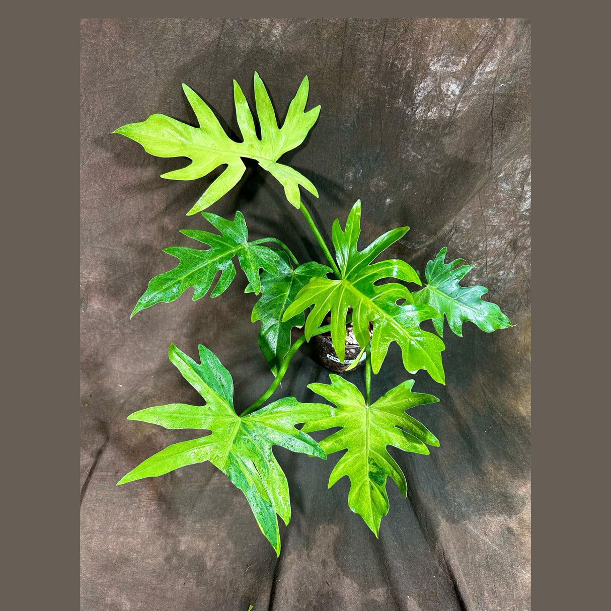 Philodendron Radiatum Variegated Exact Plant - US SELLER Rare - Indoor Rare Plant US seller