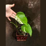 Variegated Monstera Albo Plant - Rare Indoor White Monstera Borsigiana Plant - Albo Monstera Baby Leaf Plant - Rare Houseplant - Exact Plant