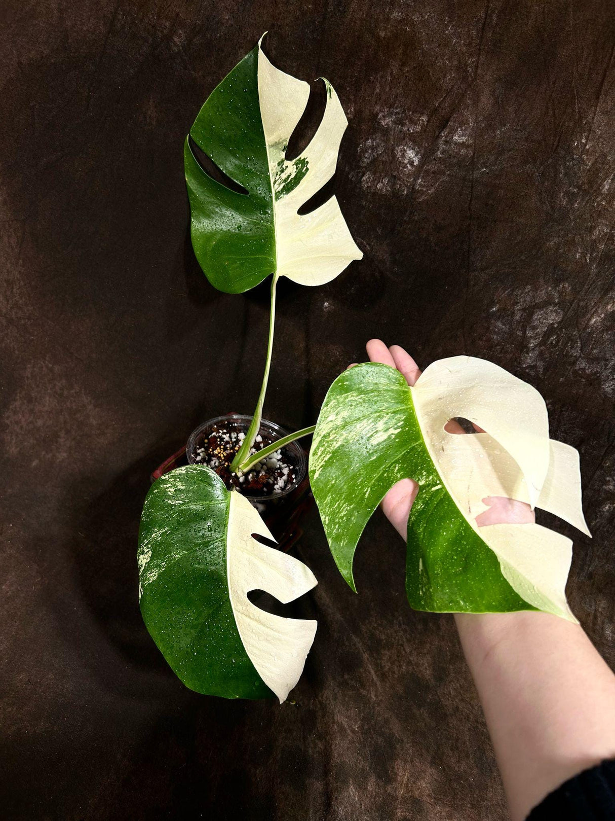Variegated Monstera Albo Plant - Rare Indoor White Monstera Albo Borsigiana Plant - Half-Moon Leaf Plant - Rare Houseplant - EXACT Plant