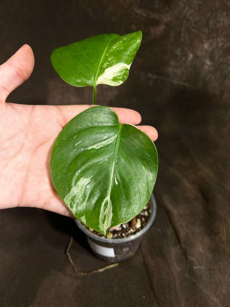 Variegated Monstera Albo Plant - Rare Indoor White Monstera Albo Borsigiana Plant - Beginners Plant - Gift Plant - EXACT Plant -US Seller