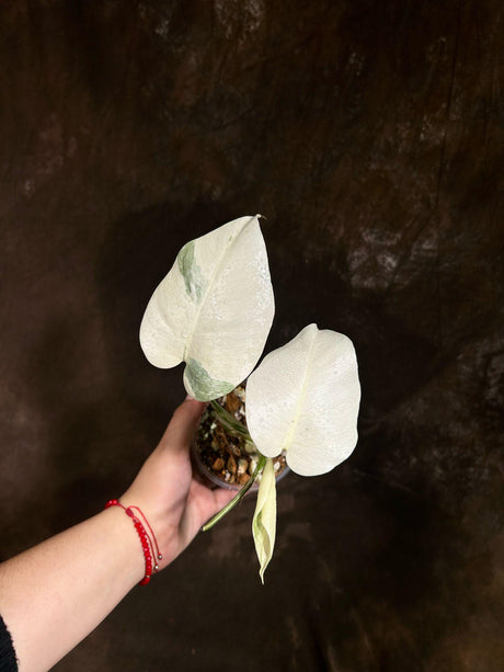Variegated Monstera Albo Plant - Rare Indoor White Monstera Albo Borsigiana Plant - All White Baby Leaf Plant - Rare Houseplant -EXACT Plant
