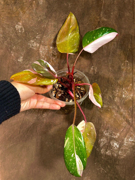 Rare Variegated Philodendron Red Anderson in a Nursery Pot- Rare Tropical House Plant - Live Indoor Plant - Exact Same Plant - US seller