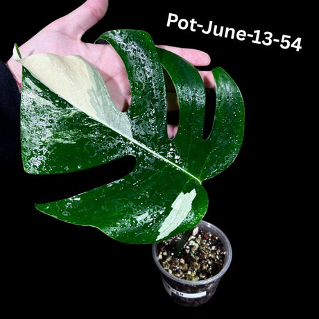 Variegated Monstera Albo Plant - Rare Indoor White Monstera Albo Borsigiana Plant - Albo Monstera - Rare Houseplant - Exact Plant