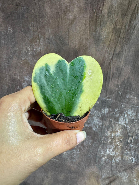 Variegated Hoya Kerrii Heart Succulent 2" Pot- Live Plant - Indoor Heart-Shaped Hoya - Office Gift - Sweetheart Hoya