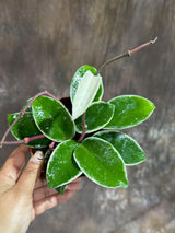 Hoya Carnosa ‘Krimson Queen’ in 4" Grow Pot – Tricolor Variegated Hoya Plant – Air Purifying Indoor Plant - Tropical Houseplant