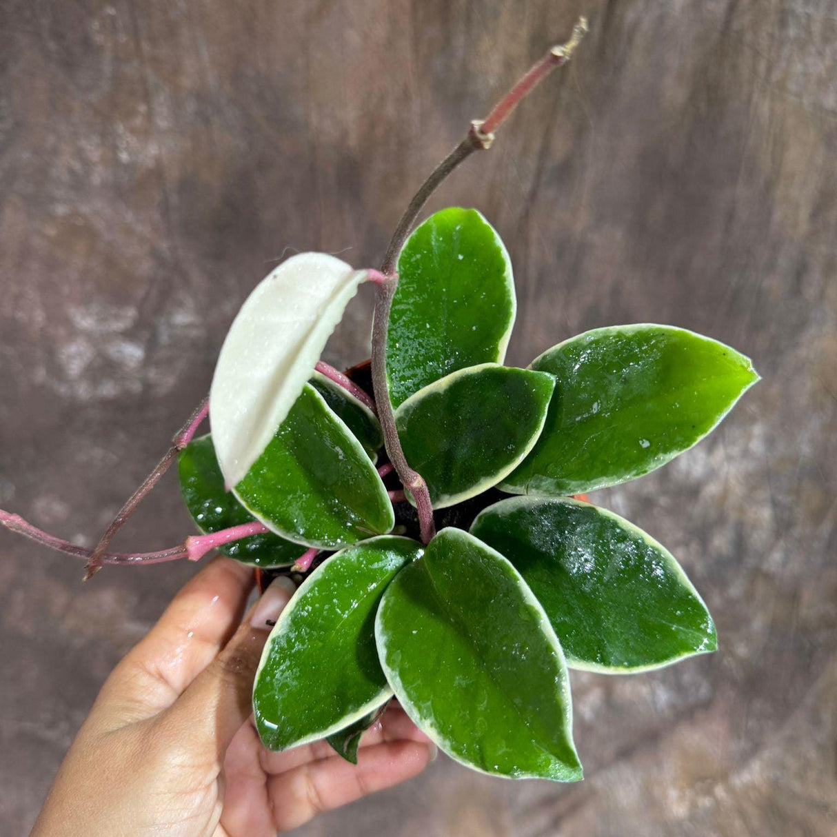Hoya Carnosa ‘Krimson Queen’ in 4" Grow Pot – Tricolor Variegated Hoya Plant – Air Purifying Indoor Plant - Tropical Houseplant