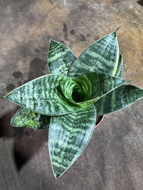 Sansevieria Trifasciata 'Hahnii' in 4" Grow Pot – Bird’s Nest Snake Plant – Easy Care Air Purifying Indoor Houseplant - Tropical Houseplant