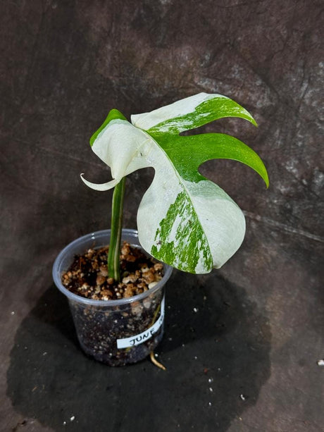 Variegated Monstera Albo Plant - Rare Indoor White Monstera Albo Borsigiana Plant - Albo Monstera Single Leaf Plant - EXACT Plant -US Seller
