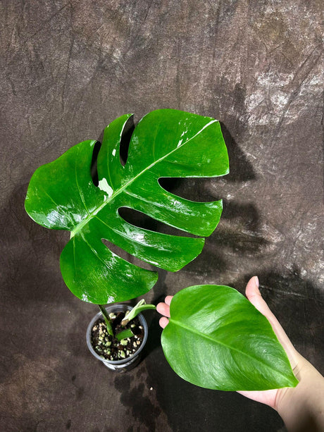 Variegated Monstera Albo Plant - Rare Indoor White Monstera Albo Borsigiana Plant - Albo Monstera Plant - EXACT Plant -US Seller