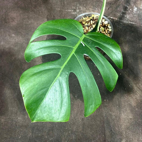Low Variegated Monstera Albo Plant - Rare Indoor White Monstera Albo Borsigiana Plant - Large Form - EXACT Plant -US Seller