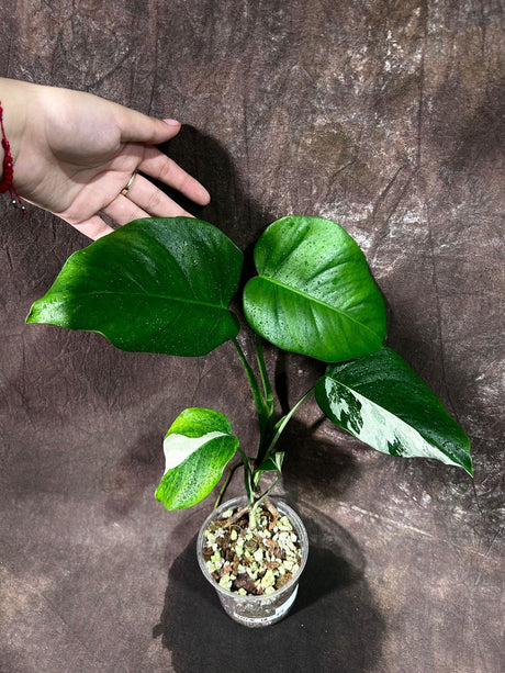 Reverted Monstera Albo Plant - Rare Indoor White Monstera Albo Borsigiana Plant - Albo Variegated Baby Leaf Plant - EXACT Plant -US Seller