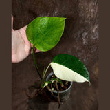 Variegated Monstera Albo Plant - Rare Indoor White Monstera Albo Borsigiana Plant - Albo Half-Moon Leaf Baby Plant - EXACT Plant -US Seller