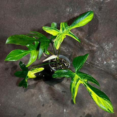 Variegated Philodendron Florida Beauty in a Nursery Pot - Extremely Rare Variegated Florida Beauty Live Indoor Plant - Rare Collector Plant