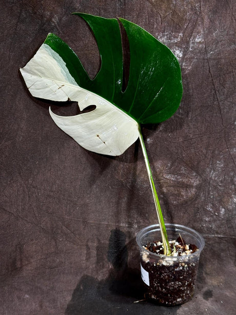Variegated Monstera Albo Plant - Rare Indoor White Monstera Albo Borsigiana Plant - Albo Monstera Half-Moon Leaf - US Seller - EXACT Plant