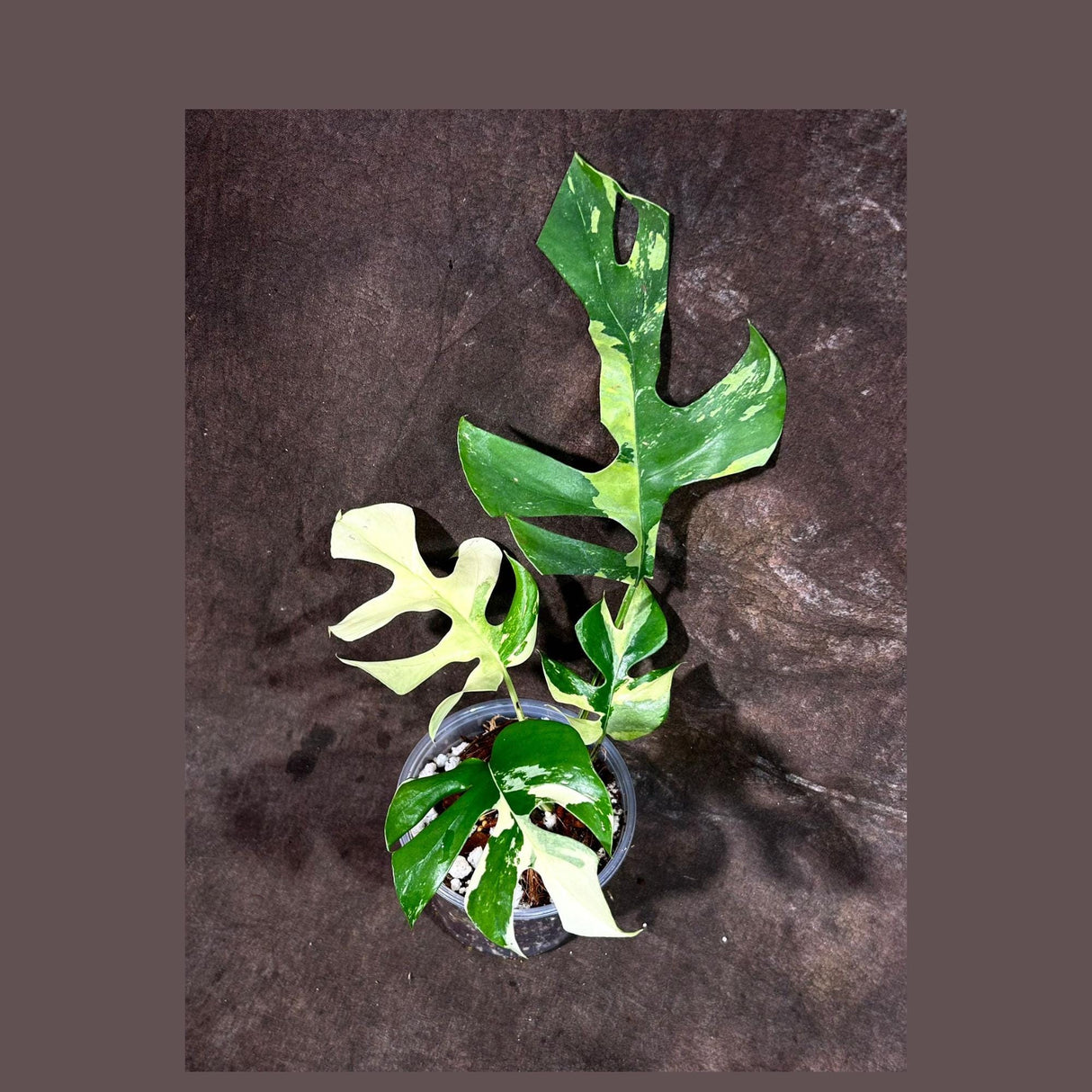 Rare Variegated Rhaphidophora Tetrasperma Aurea in a Nursery Pot - Rare Collector Plant - Exact SAME Potted Plant - US Seller