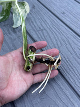Variegated Monstera Albo Cutting - White Monstera Albo - Rare Variegated Monstera Borsigiana Albo - SAME Cutting as Pictures - US Seller