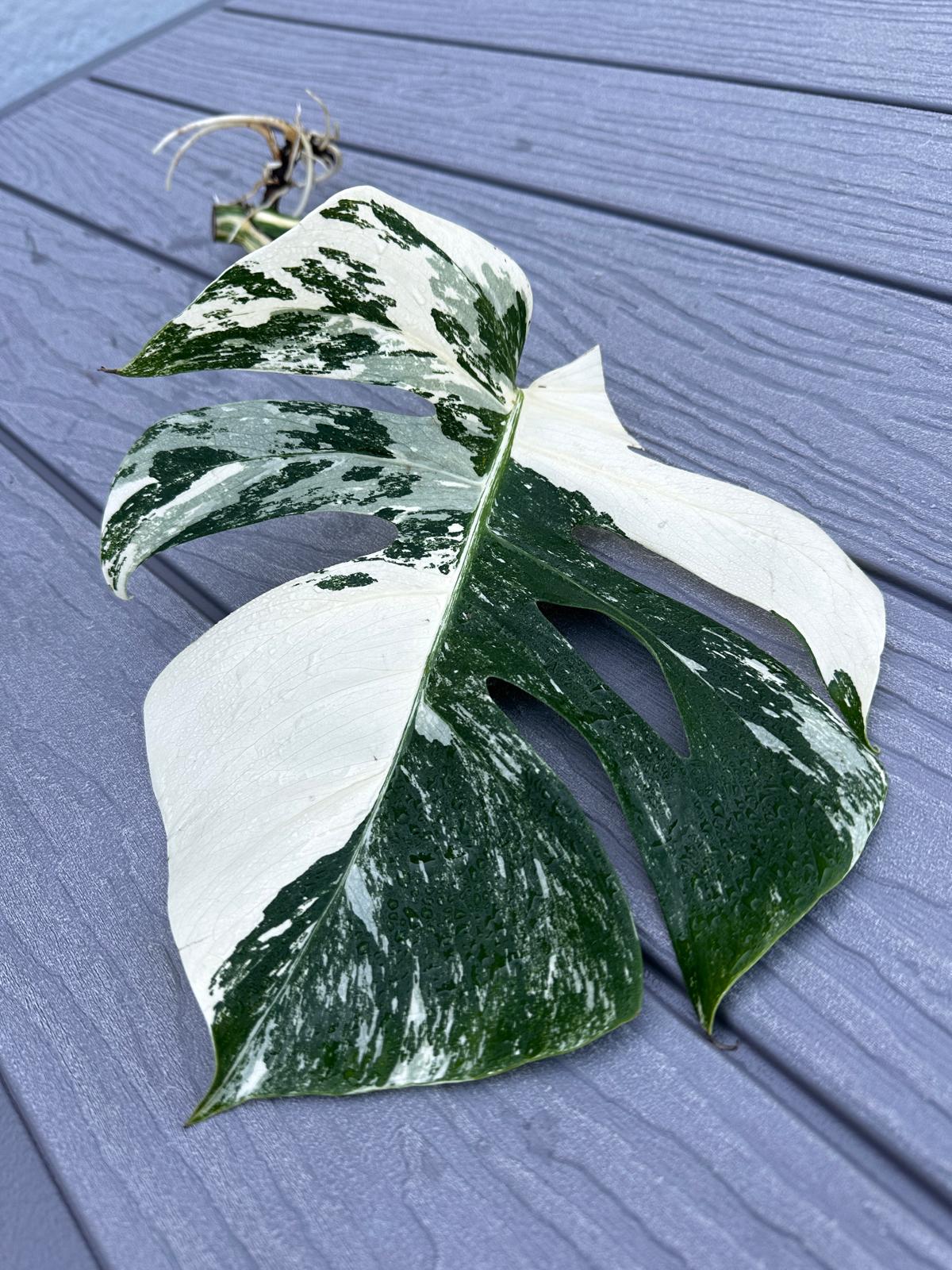 Variegated Monstera Albo Cutting - White Monstera Albo - Rare Variegated Monstera Borsigiana Albo - SAME Cutting as Pictures - US Seller
