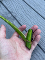 Monstera Aurea Cutting High Variegated Borsigiana - Monstera Aurea Variegata - Monstera Marmota - Gift for Mom - US Seller