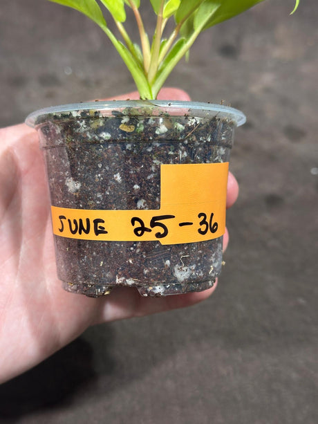 Variegated Philodendron Thai Sunrise in a Nursery Pot- Tropical Indoor Plant - Rare Houseplant - Exact Same Potted Plant- US Seller