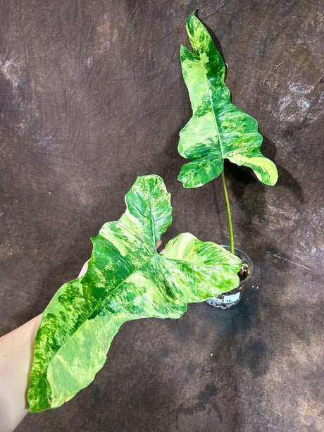 Philodendron Florida Beauty x Billietiae in a Nursery Pot - Super Rare Variegated Large Levaes - Exact Same Plant - US Seller
