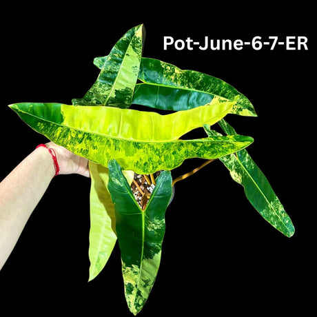 Super Rare Billietiae Variegated - Philodendron Variegated Billietiae Pot Large Levaes - Rare Collector Plant - Exact Same Plant - US Seller