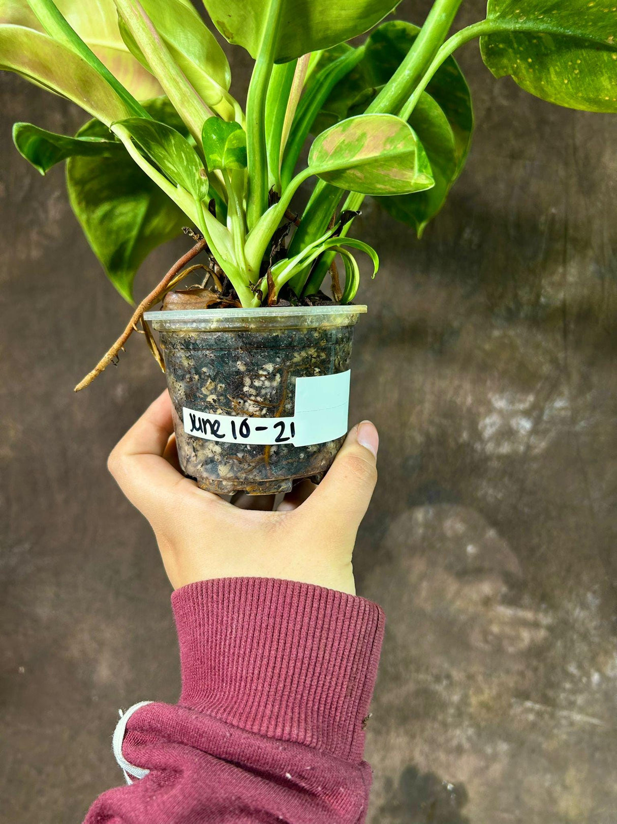 Philodendron Green Congo Variegated live plant - Rare Variegated Green Congo - SAME Plant - Hard to come by - US Seller