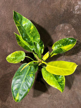Philodendron Green Congo Variegated live plant - Rare Variegated Green Congo - SAME Plant - Hard to come by - US Seller