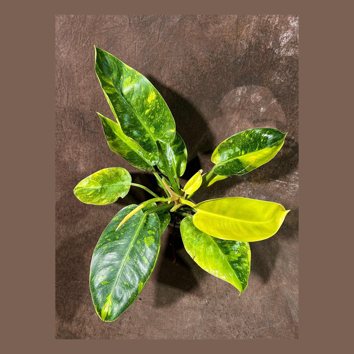 Philodendron Green Congo Variegated live plant - Rare Variegated Green Congo - SAME Plant - Hard to come by - US Seller