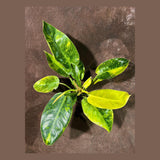 Philodendron Green Congo Variegated live plant - Rare Variegated Green Congo - SAME Plant - Hard to come by - US Seller