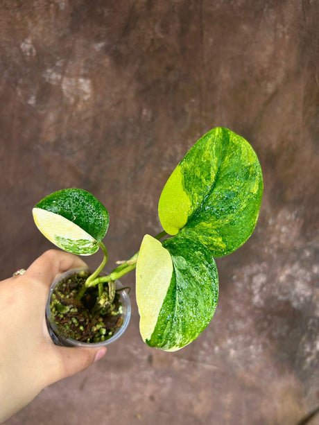 Variegated Scindapsus Pictus 'Jade Satin' Plant in a Nursery Pot | Rare Collector Potted Plant | SAME Plant as images | US Seller