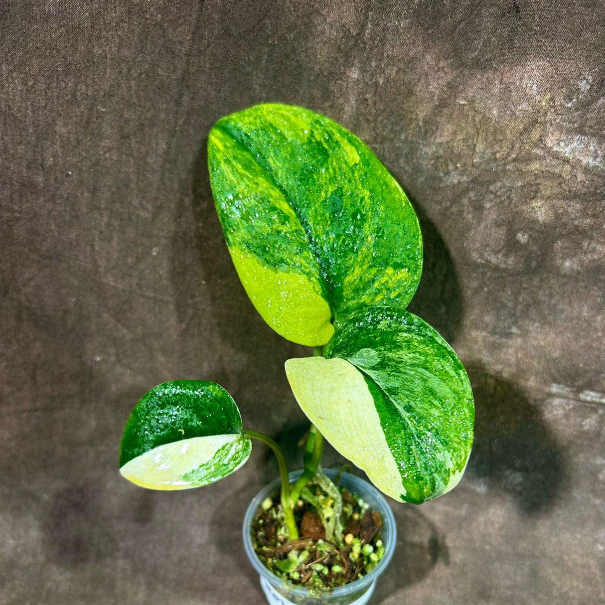 Variegated Scindapsus Pictus 'Jade Satin' Plant in a Nursery Pot | Rare Collector Potted Plant | SAME Plant as images | US Seller