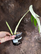 Variegated Monstera Albo Plant - Rare Indoor White Monstera Albo Borsigiana Plant - Albo Half-Moon Leaf Plant - EXACT Plant - US Seller