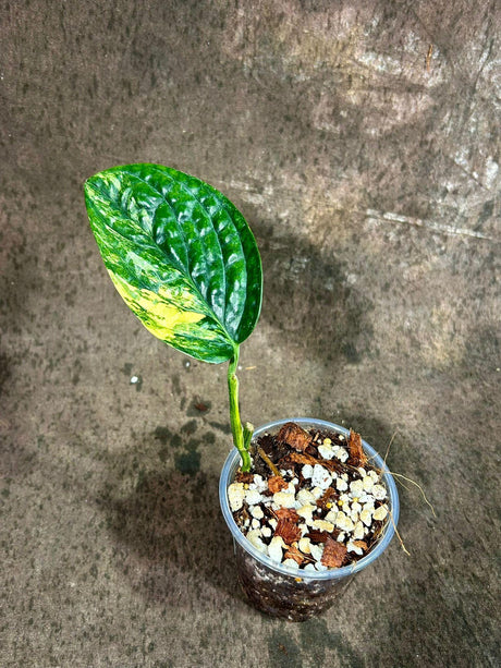Variegated Monstera Peru in a Nursery Pot - Live Rare Houseplants - Air Purifying Plant - Beginners Plant - Rare Collector Plant - US Seller