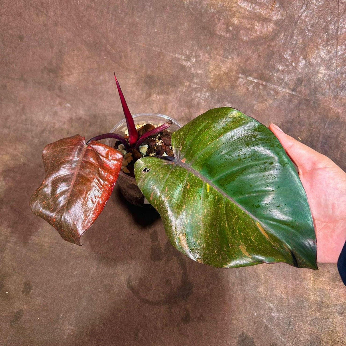 RARE Philodendron Orange Princess in a Nursery Pot - Orange Princess Marble Philodendron Live Plant - Same Potted Plant - US Seller