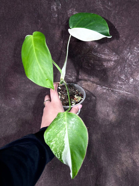 Variegated Monstera Albo Plant - Rare White Monstera Albo Borsigiana Plant - Albo Monstera - US Seller - Indoor Houseplant - EXACT Plant