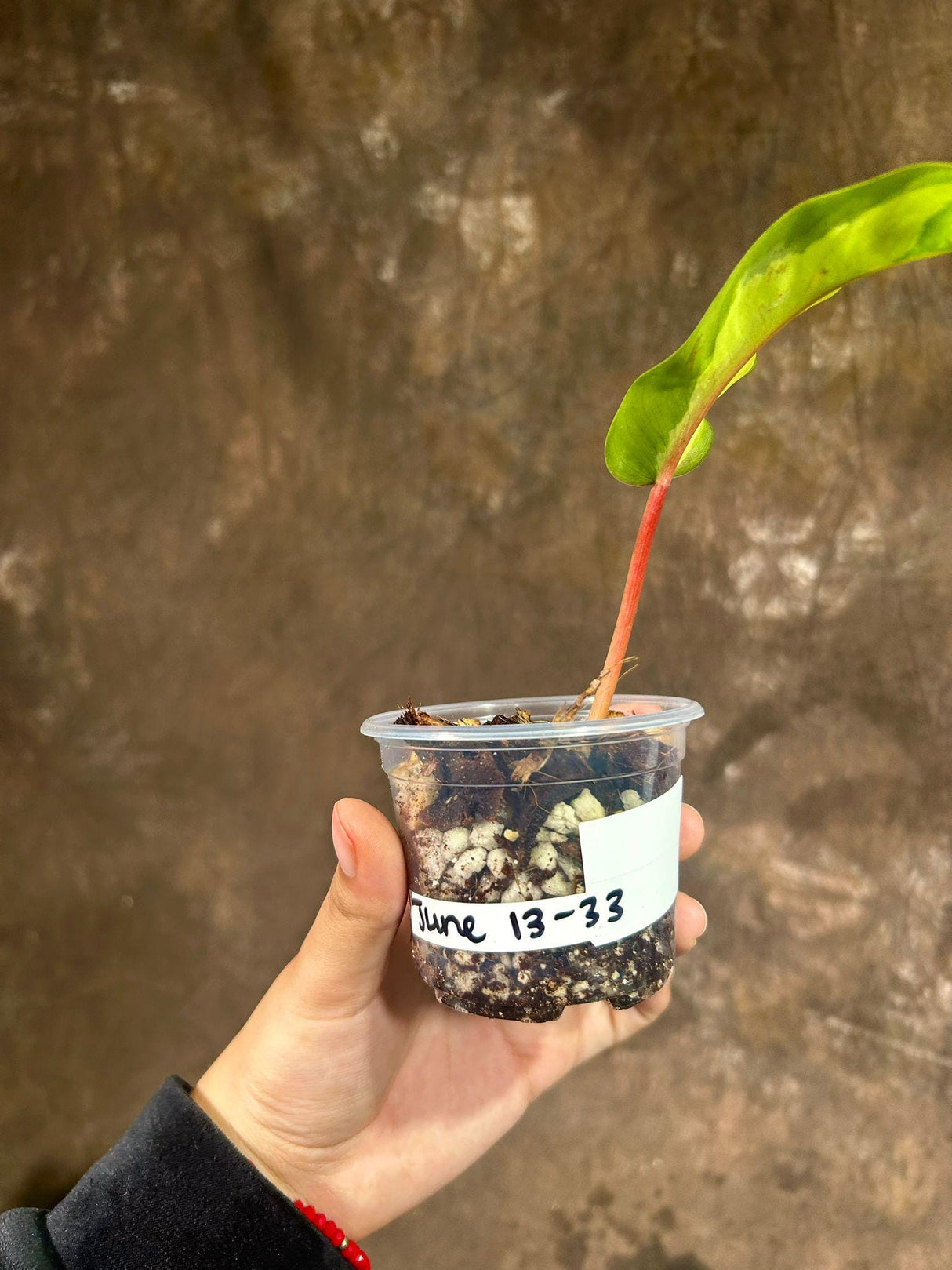 Variegated Philodendron Thai Sunrise in a Nursery Pot- Tropical Plant - Rare Houseplant - Similar Potted Plant- US Seller