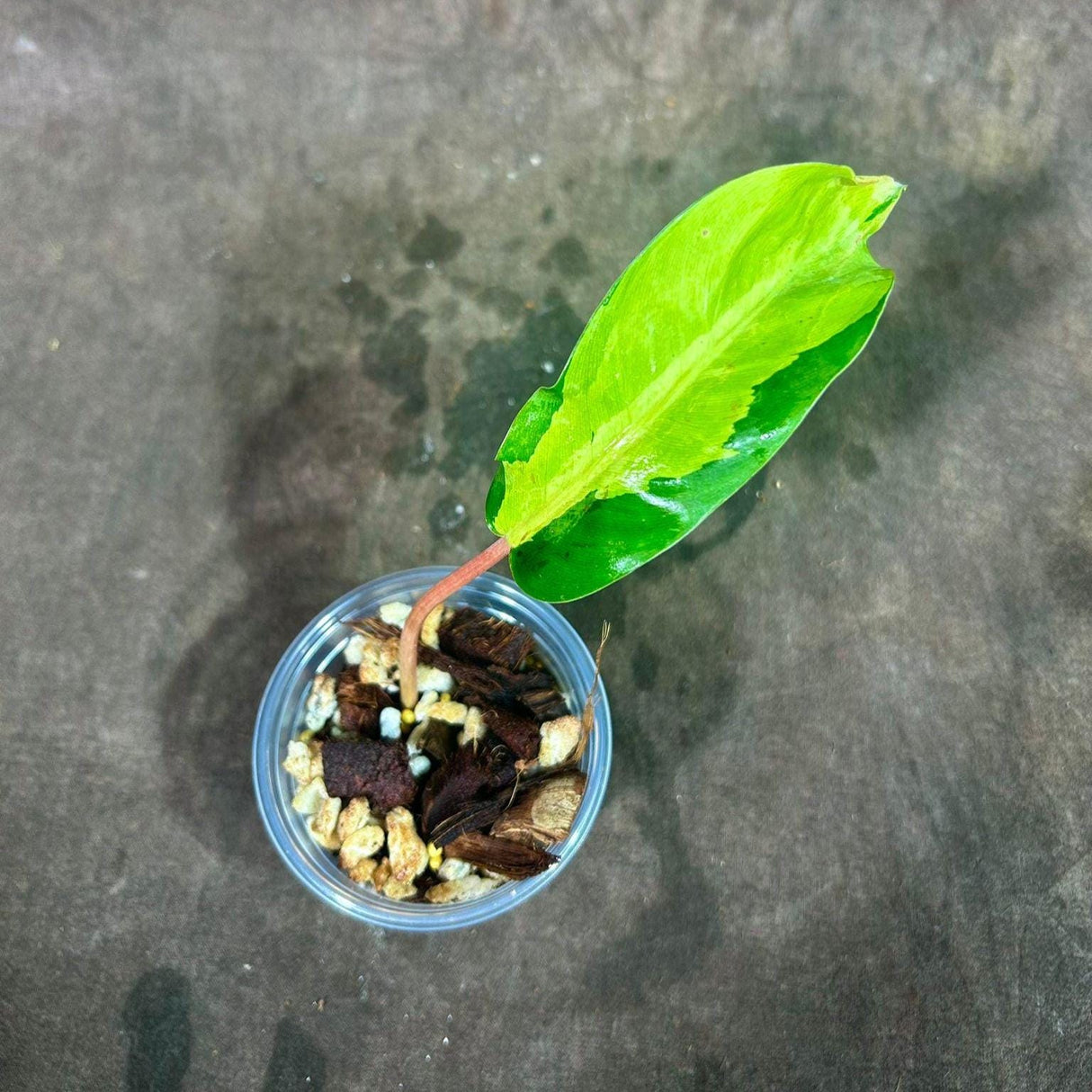 Variegated Philodendron Thai Sunrise in a Nursery Pot- Tropical Plant - Rare Houseplant - Similar Potted Plant- US Seller