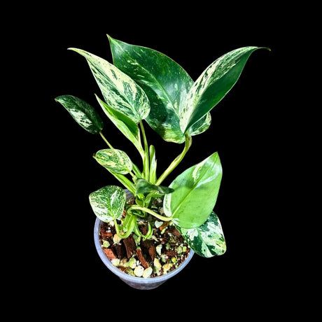 Philodendron Emerald Queen Variegated Plant - Rare Aroid Houseplant in Nursery Pot -Collector’s Tropical Plant- EXACT Same Plant - US Seller
