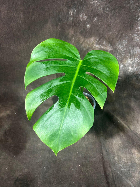 Reverted Monstera Albo Plant - Rare Indoor White Monstera Albo Borsigiana Plant - Single Leaf Plant - Large Form - EXACT Plant -US Seller