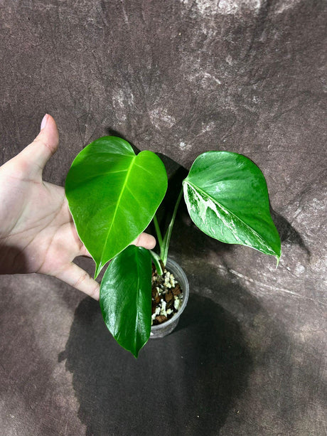 Reverted Monstera Albo Plant - Rare Indoor White Monstera Albo Borsigiana Plant - Baby Leaf Plant - EXACT Plant -US Seller