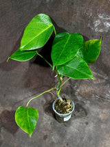 Monstera Aurea Variegated Borsigiana in a Nursery Pot - Monstera Aurea Top Cut potted Plant - Monstera Marmota - Same Plant - US Seller