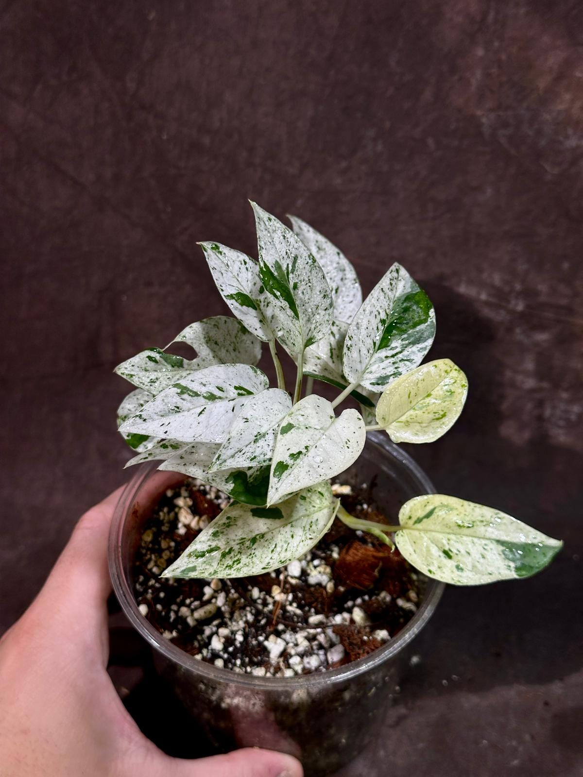 RARE Epipremnum Pinnatum Albo Variegated Plant in a Nursery Pot - Very High Variegated Plant - Indoor Plant SAME Pot as picture - US Seller