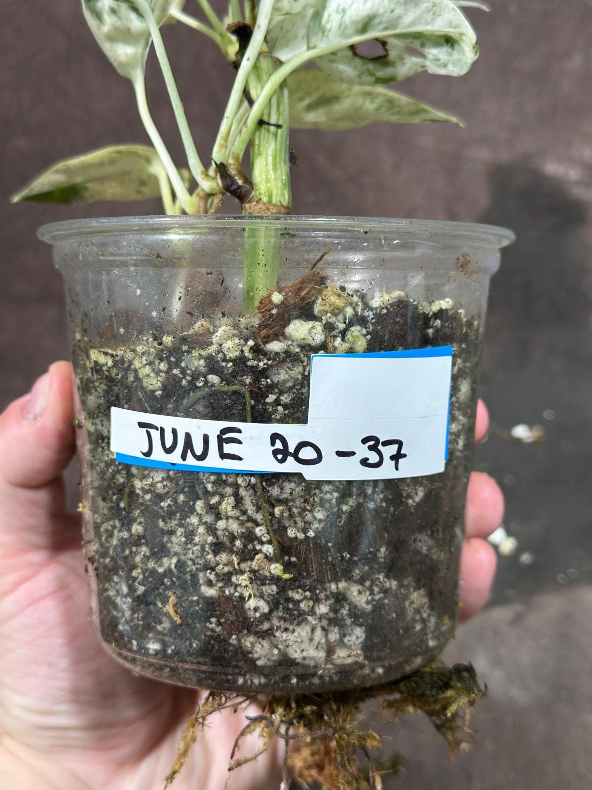 RARE Epipremnum Pinnatum Albo Variegated Plant in a Nursery Pot - Very High Variegated Plant - Indoor Plant SAME Pot as picture - US Seller