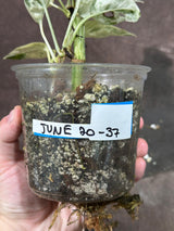 RARE Epipremnum Pinnatum Albo Variegated Plant in a Nursery Pot - Very High Variegated Plant - Indoor Plant SAME Pot as picture - US Seller