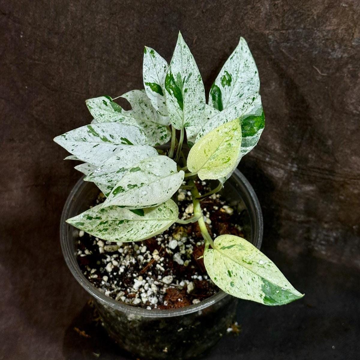 RARE Epipremnum Pinnatum Albo Variegated Plant in a Nursery Pot - Very High Variegated Plant - Indoor Plant SAME Pot as picture - US Seller