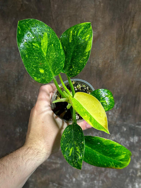 Philodendron Green Congo Variegated live plant - Rare Variegated Hybrid Green Congo - SAME Plant - Hard to come by - US Seller