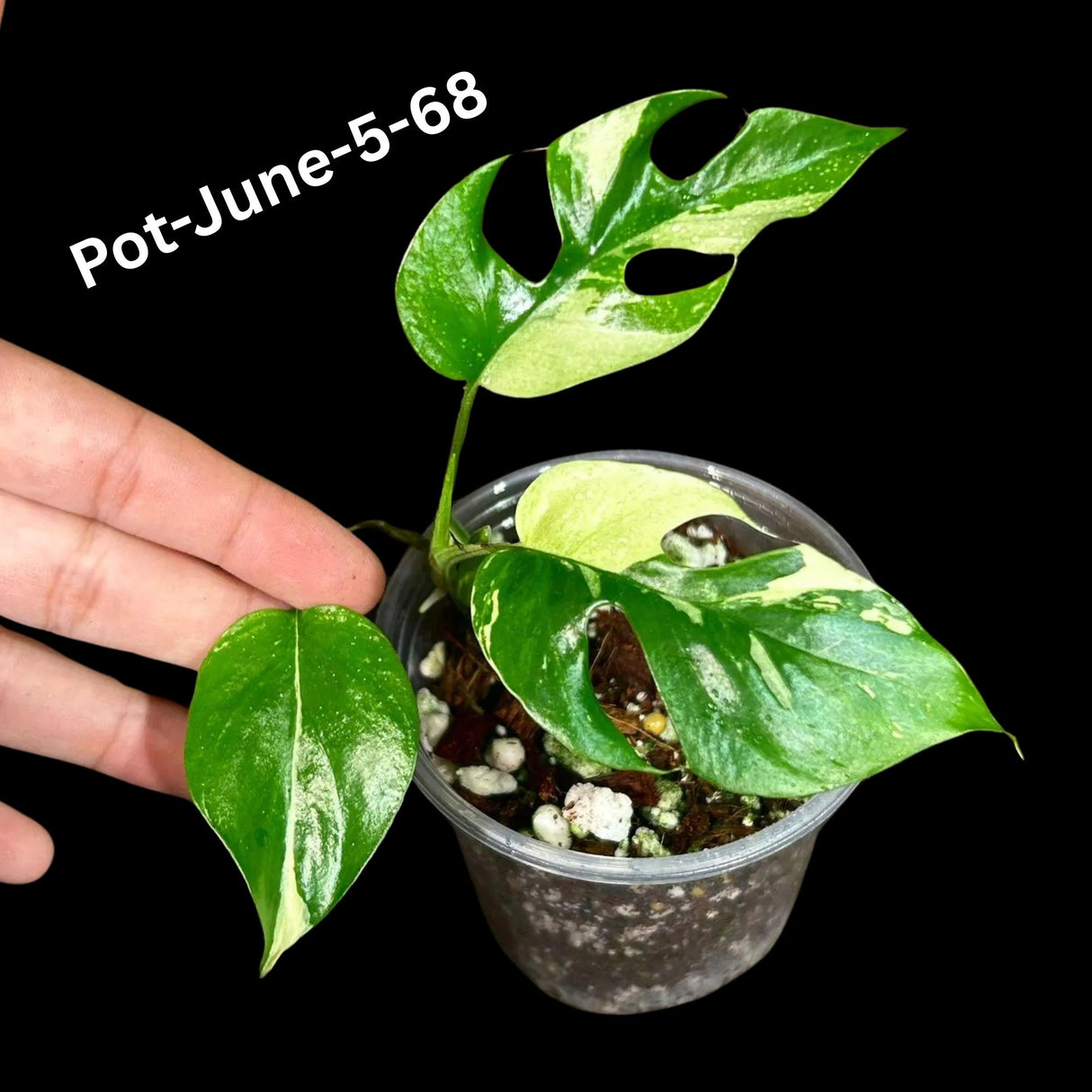 Rare Variegated Rhaphidophora Tetrasperma in a Nursery Pot - Rare Collector Houseplant - Mini Monstera - Beginners Plant - Exact Same Plant