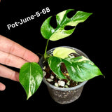 Rare Variegated Rhaphidophora Tetrasperma in a Nursery Pot - Rare Collector Houseplant - Mini Monstera - Beginners Plant - Exact Same Plant