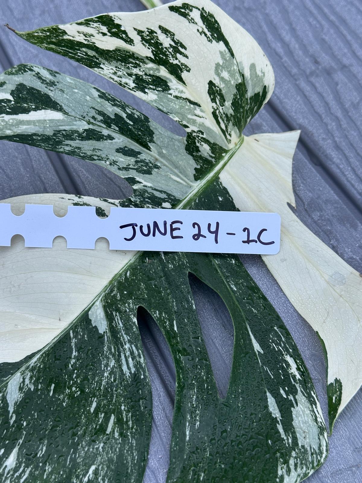 Variegated Monstera Albo Cutting - White Monstera Albo - Rare Variegated Monstera Borsigiana Albo - SAME Cutting as Pictures - US Seller